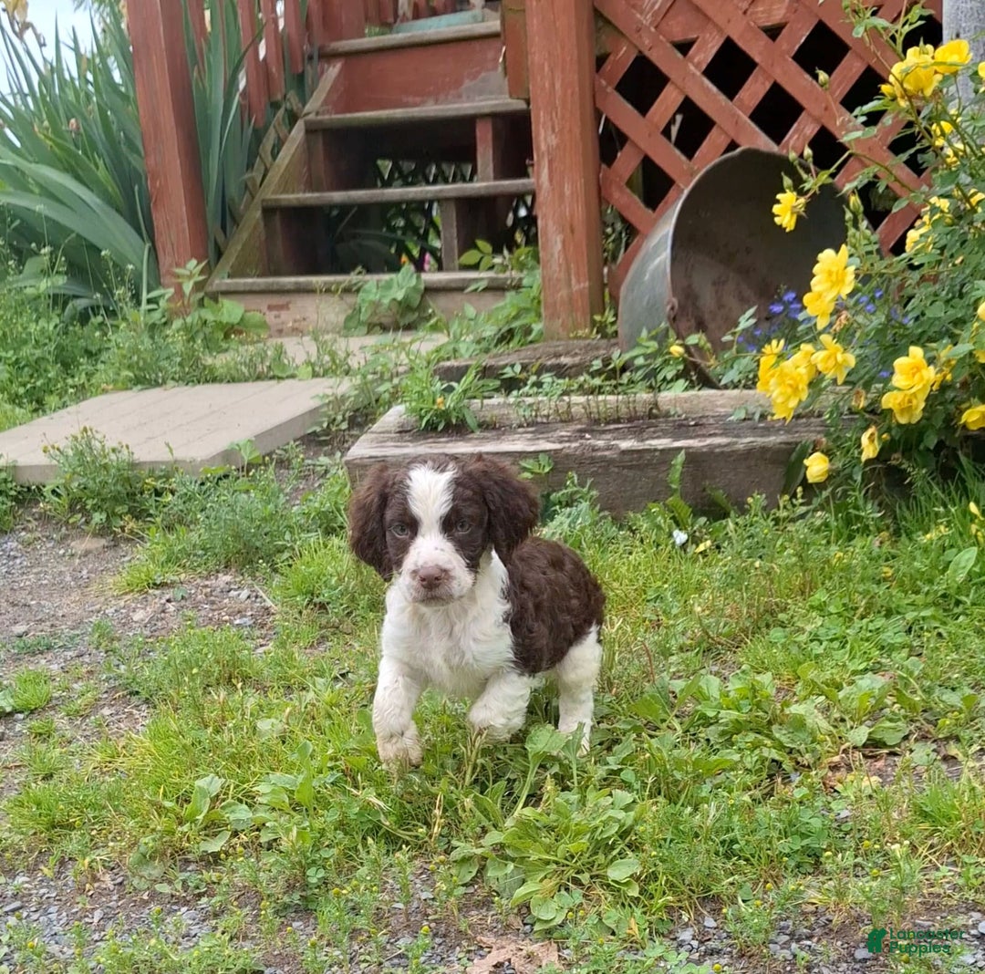 English Springer Spaniel dogs for sale: Buster - Image 8