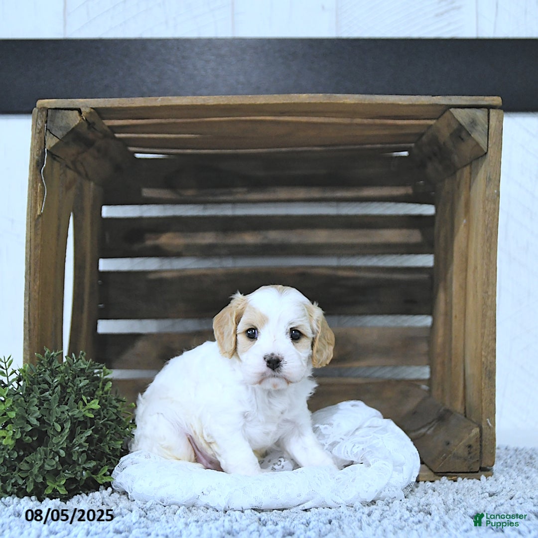 Cavapoo dogs for sale: Zilda - Image 2