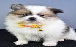 Pomeranian dogs for sale: Pomeranian 5 puppies - Image 31