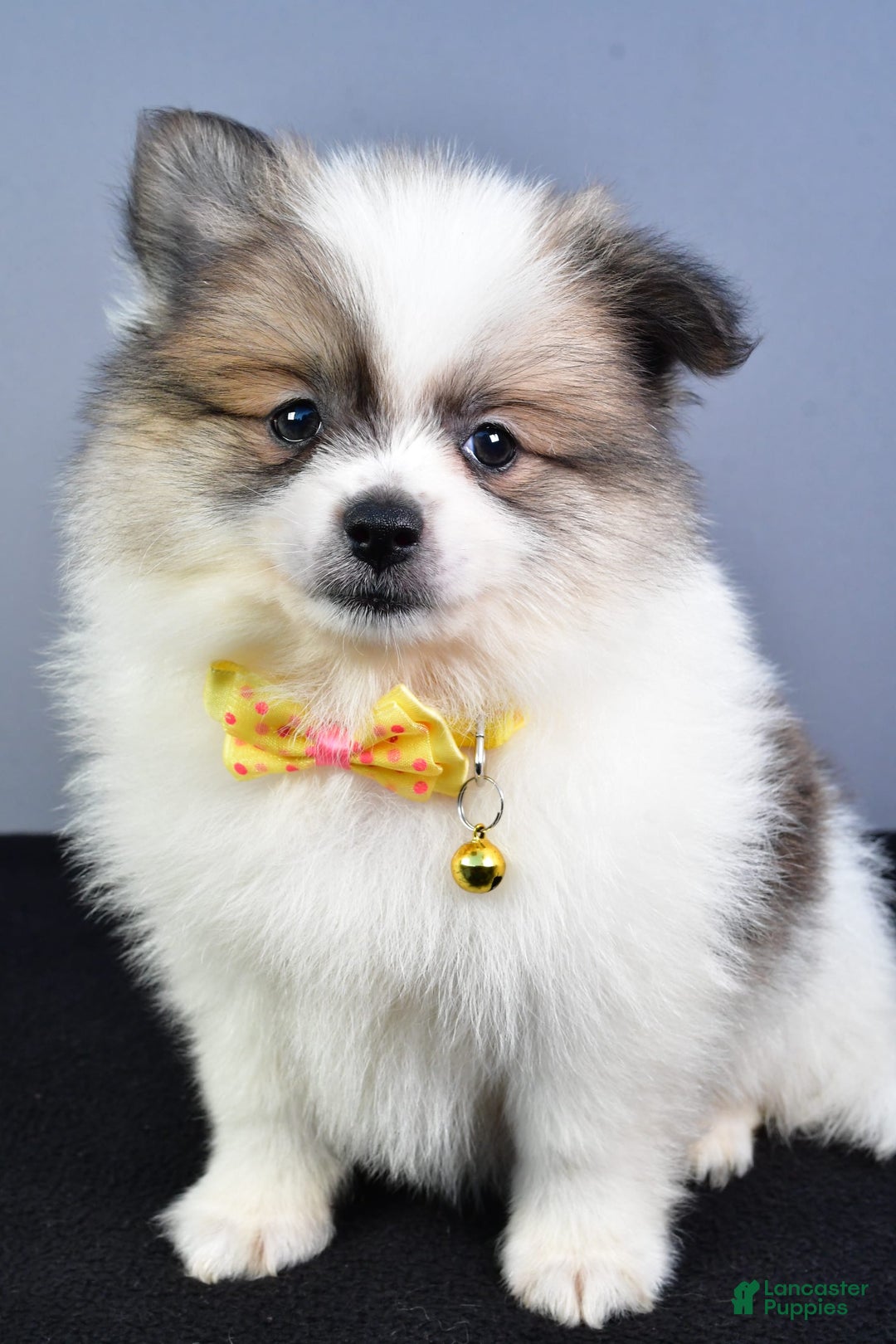 Pomeranian dogs for sale: Pomeranian 5 puppies - Image 31