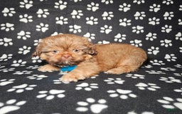 Shih Tzu dogs for sale: Dexter - Image 12