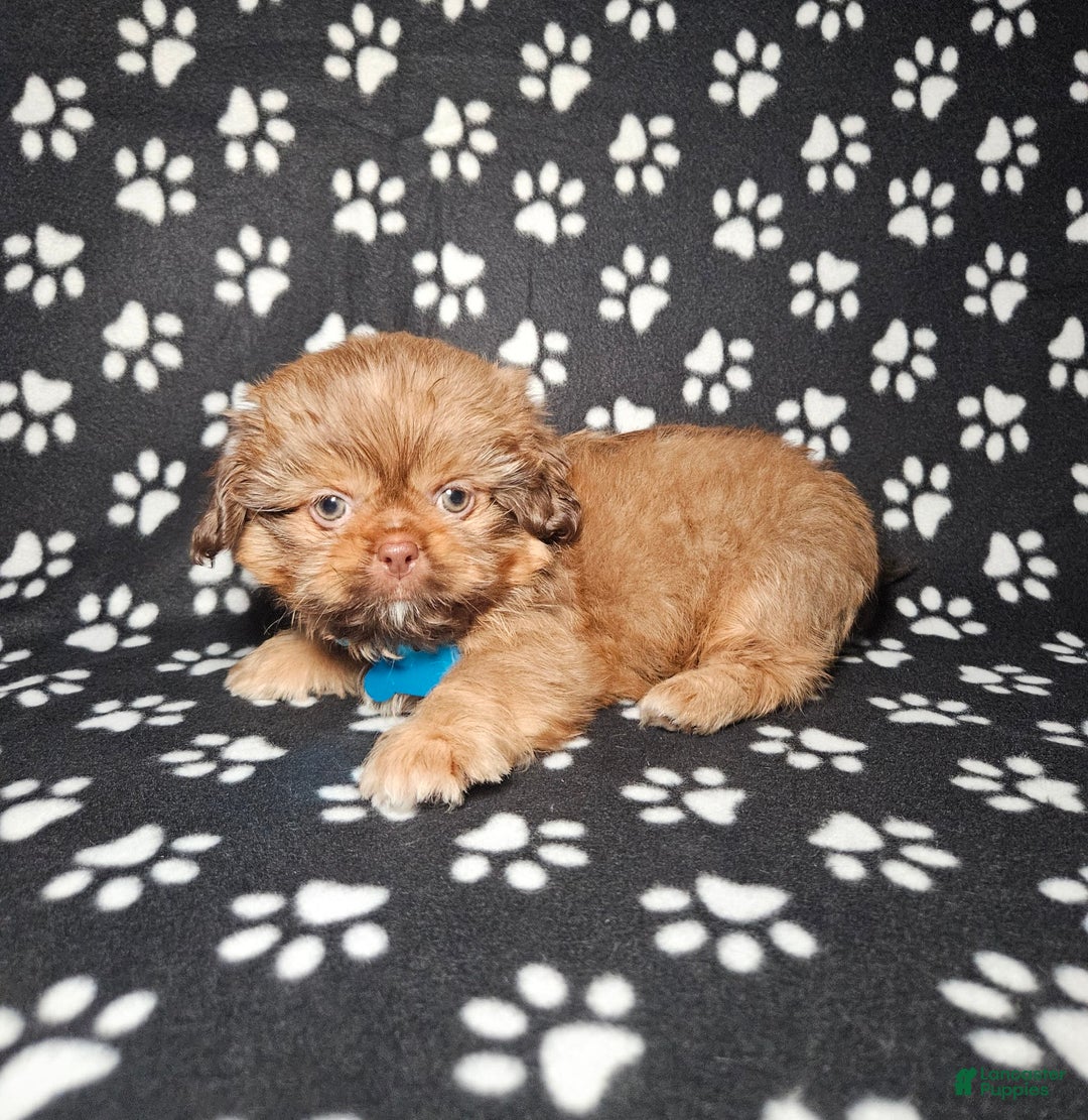 Shih Tzu dogs for sale: Dexter - Image 12