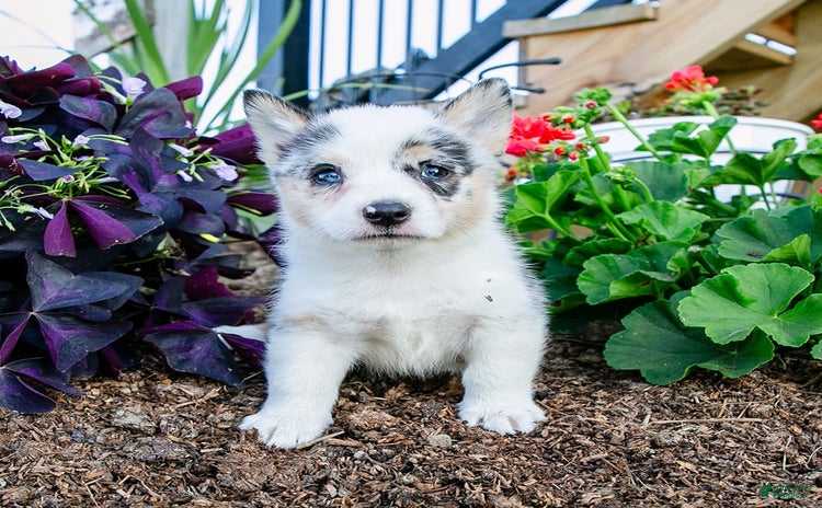 Welsh Corgi Pembroke dogs for sale - Ad 2