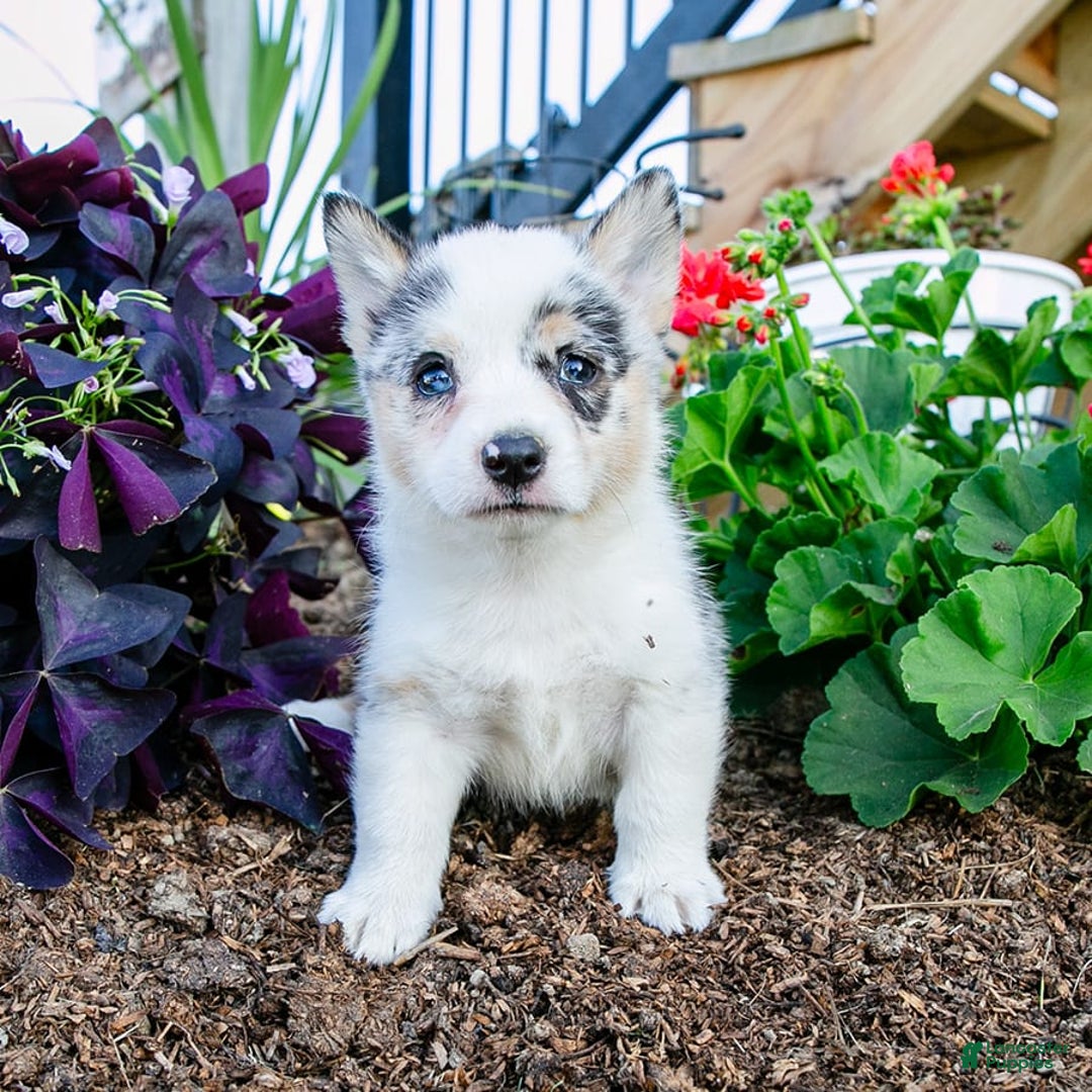 Welsh Corgi Pembroke dogs for sale: Jude - Image 3