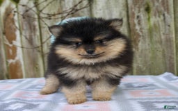 Pomeranian dogs for sale: Oliver - Image 2