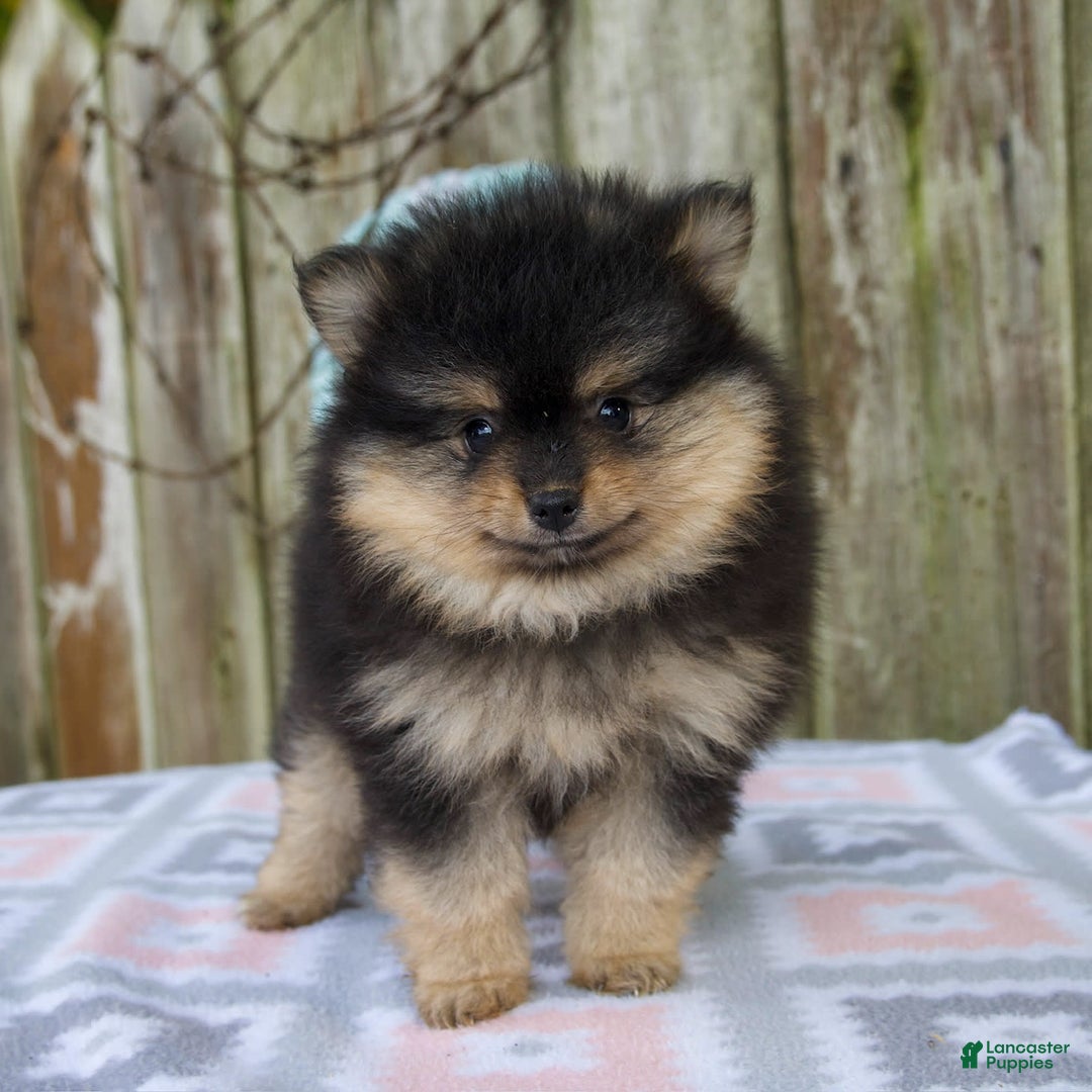 Pomeranian dogs for sale: Oliver - Image 2