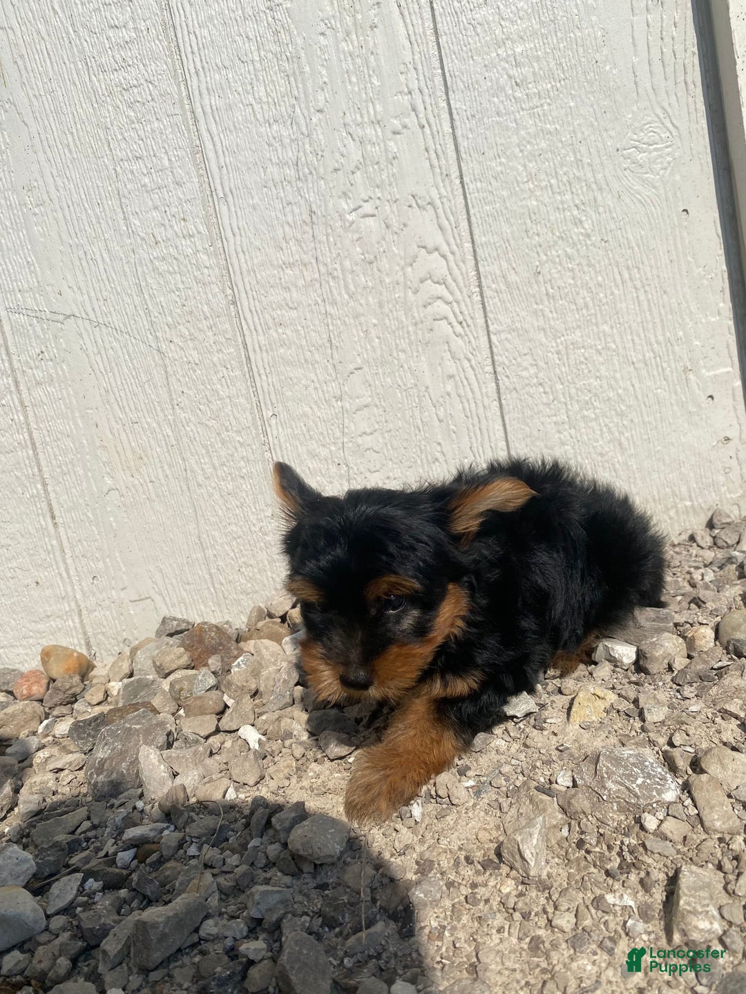 Yorkshire Terrier dogs for sale: Dewey - Image 1