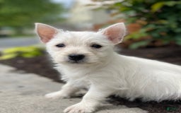 West Highland Terrier dogs for sale: Willow - Image 2