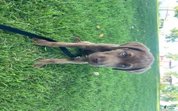 Cane Corso dogs for sale: Naila - Image 2