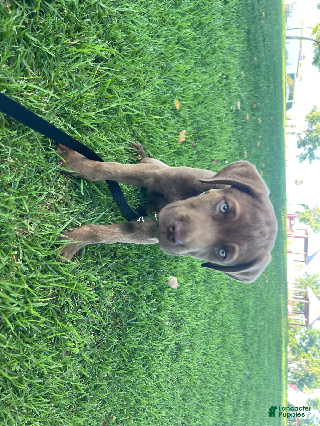 Cane Corso dogs for sale: Naila - Image 2