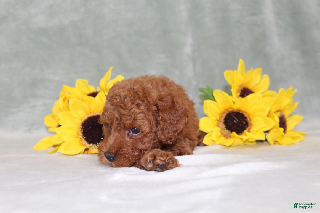 Miniature Poodle dogs for sale: Velcro - Image 7