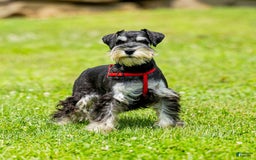 Miniature Schnauzer dogs for sale: Hugo - Image 4
