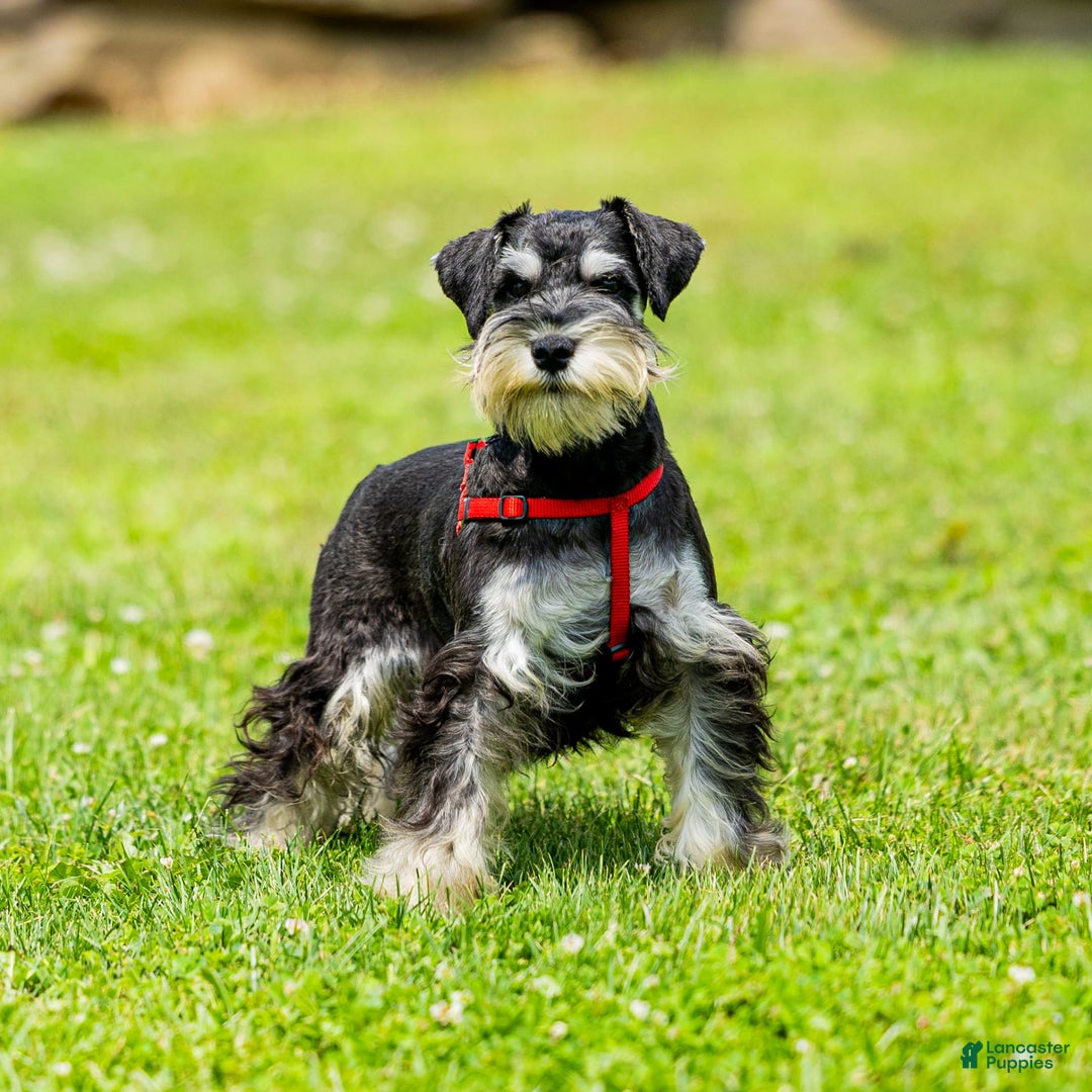 Miniature Schnauzer dogs for sale: Hugo - Image 4