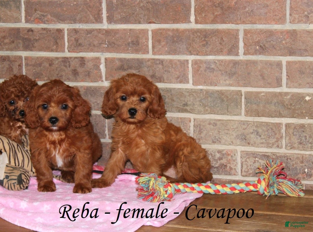 Cavapoo dogs for sale: Ruby - Image 2