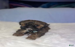 Shih Tzu dogs for sale: Butterfly Blue - Image 6