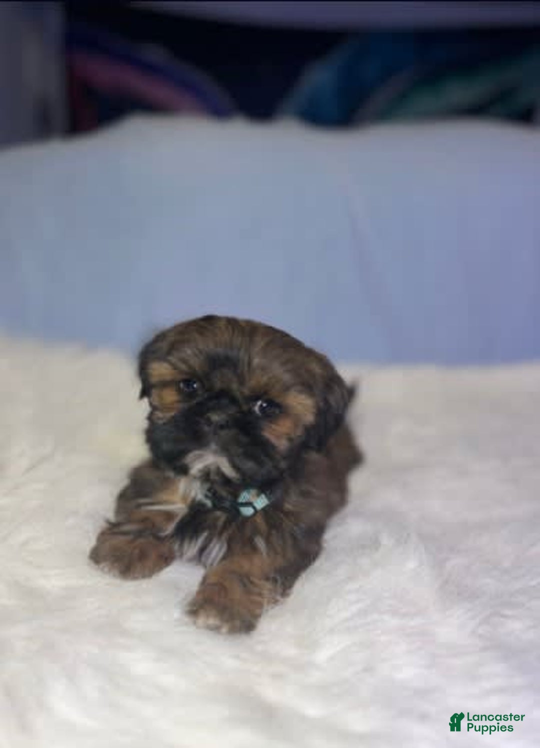 Shih Tzu dogs for sale: Butterfly Blue - Image 6