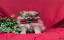 Pomeranian dogs for sale: Killian Genetic Testing - Image 3