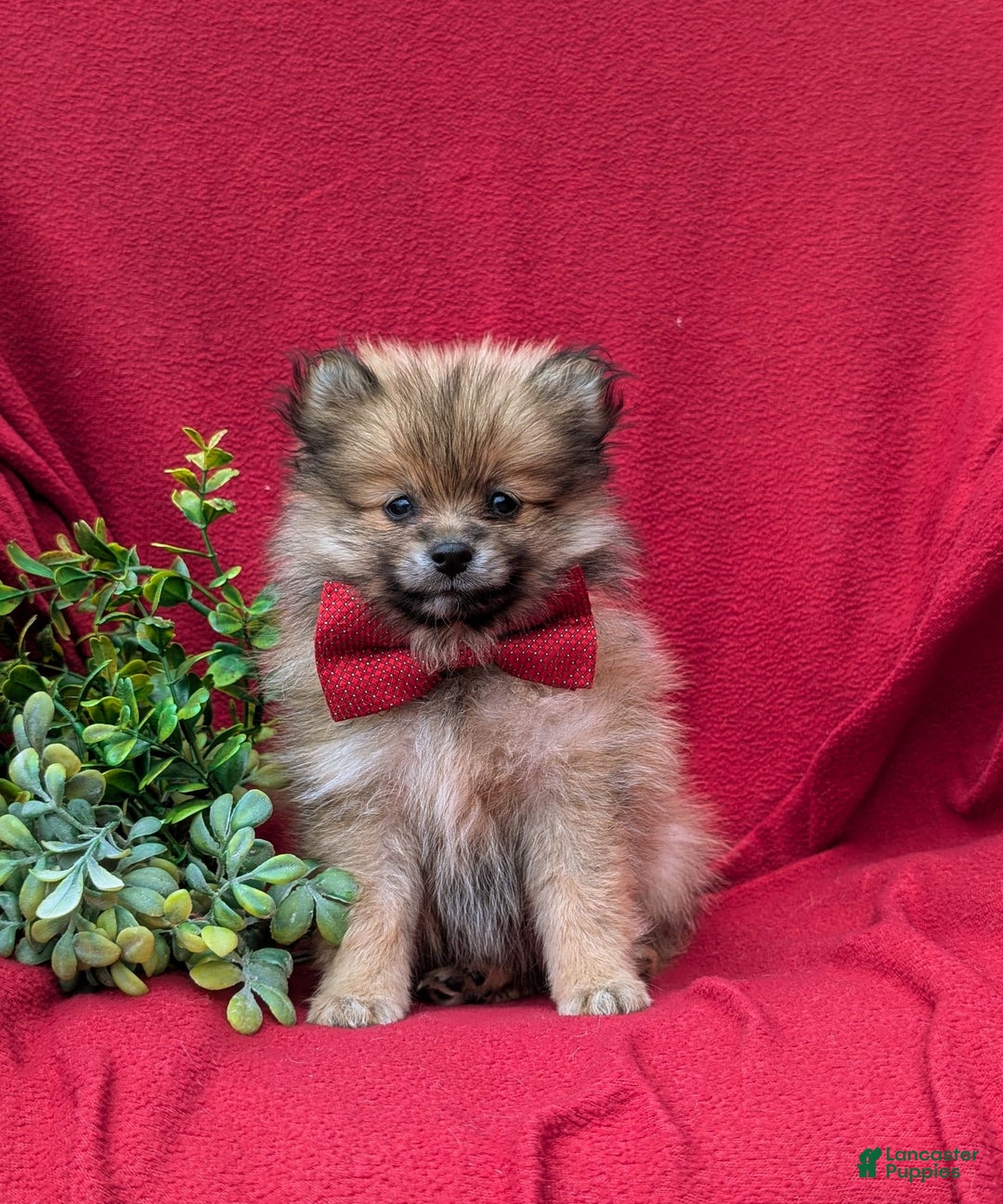 Pomeranian dogs for sale: Killian Genetic Testing - Image 3