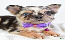French Bulldog dogs for sale: Cookie - Image 6