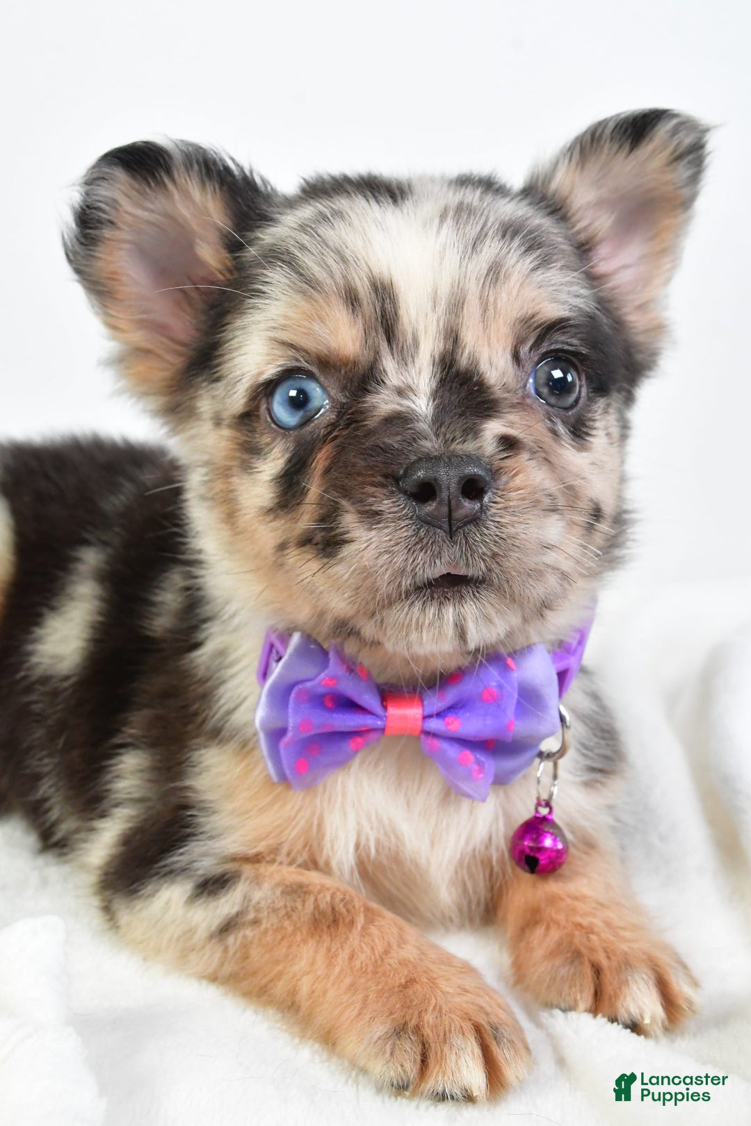 French Bulldog dogs for sale: Cookie - Image 6
