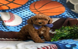 Miniature Poodle dogs for sale: Miniature Poodle 4 puppies - Image 4