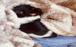 Yorkshire Terrier dogs for sale: Beanie - Image 10
