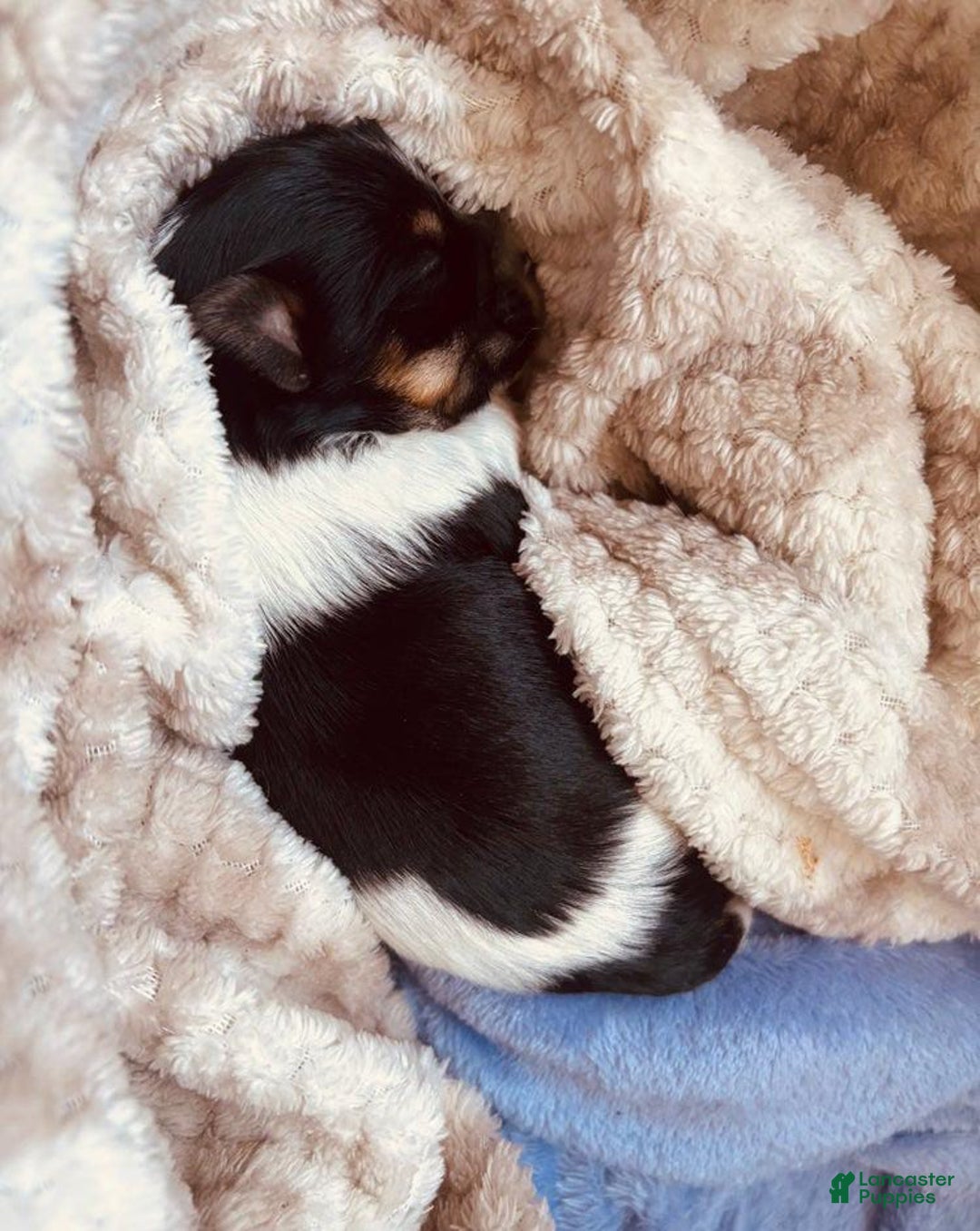 Yorkshire Terrier dogs for sale: Beanie - Image 10