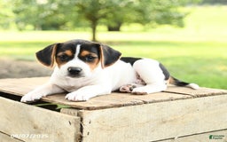 Beagle dogs for sale: Lily - Image 3