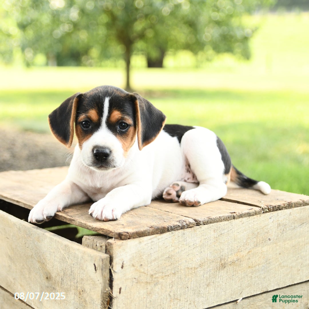Beagle dogs for sale: Lily - Image 3
