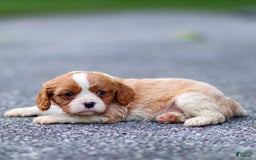 Cavalier King Charles Spaniel dogs for sale: Teddy - Image 1
