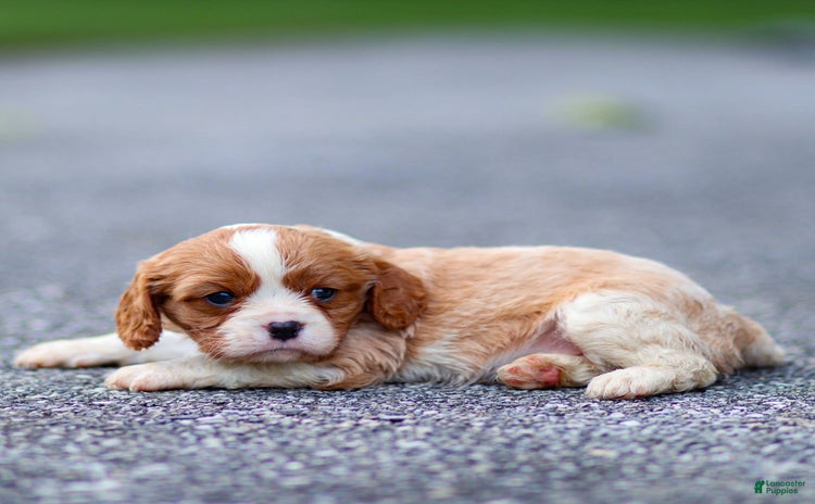 Cavalier King Charles Spaniel dogs for sale - Ad 1