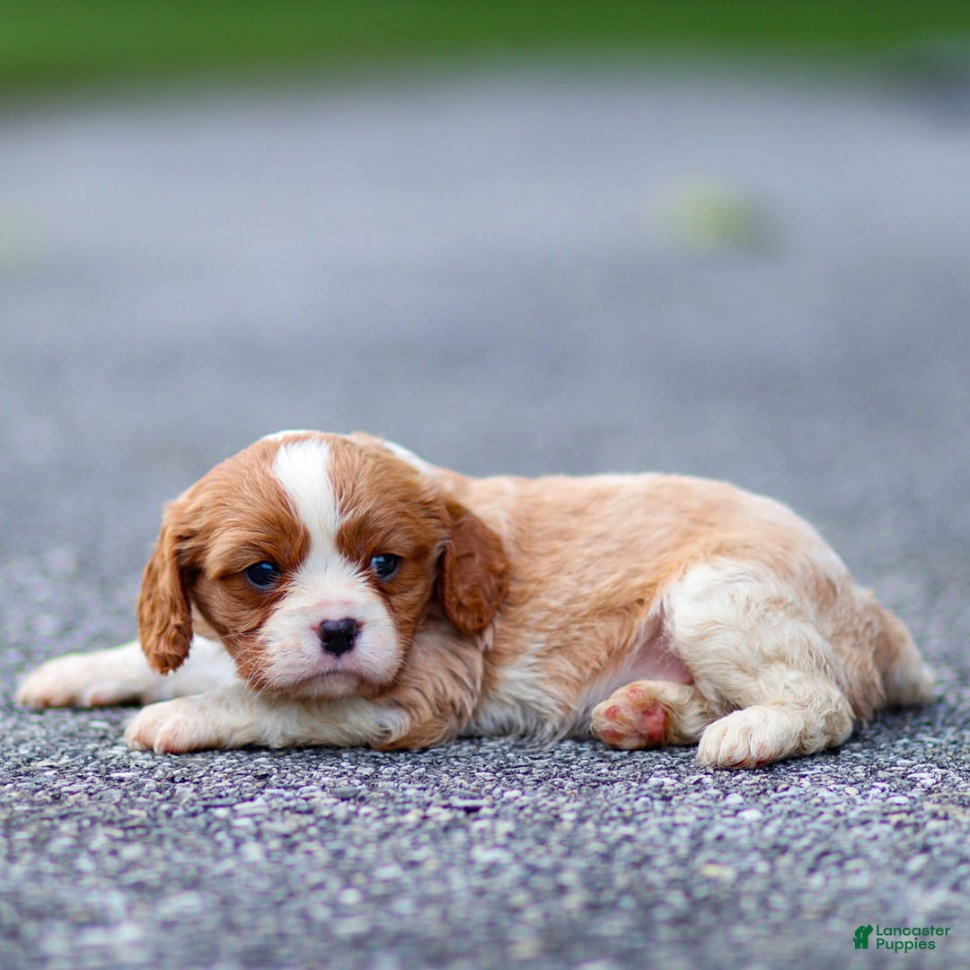 Cavalier King Charles Spaniel dogs for sale: Teddy - Image 1