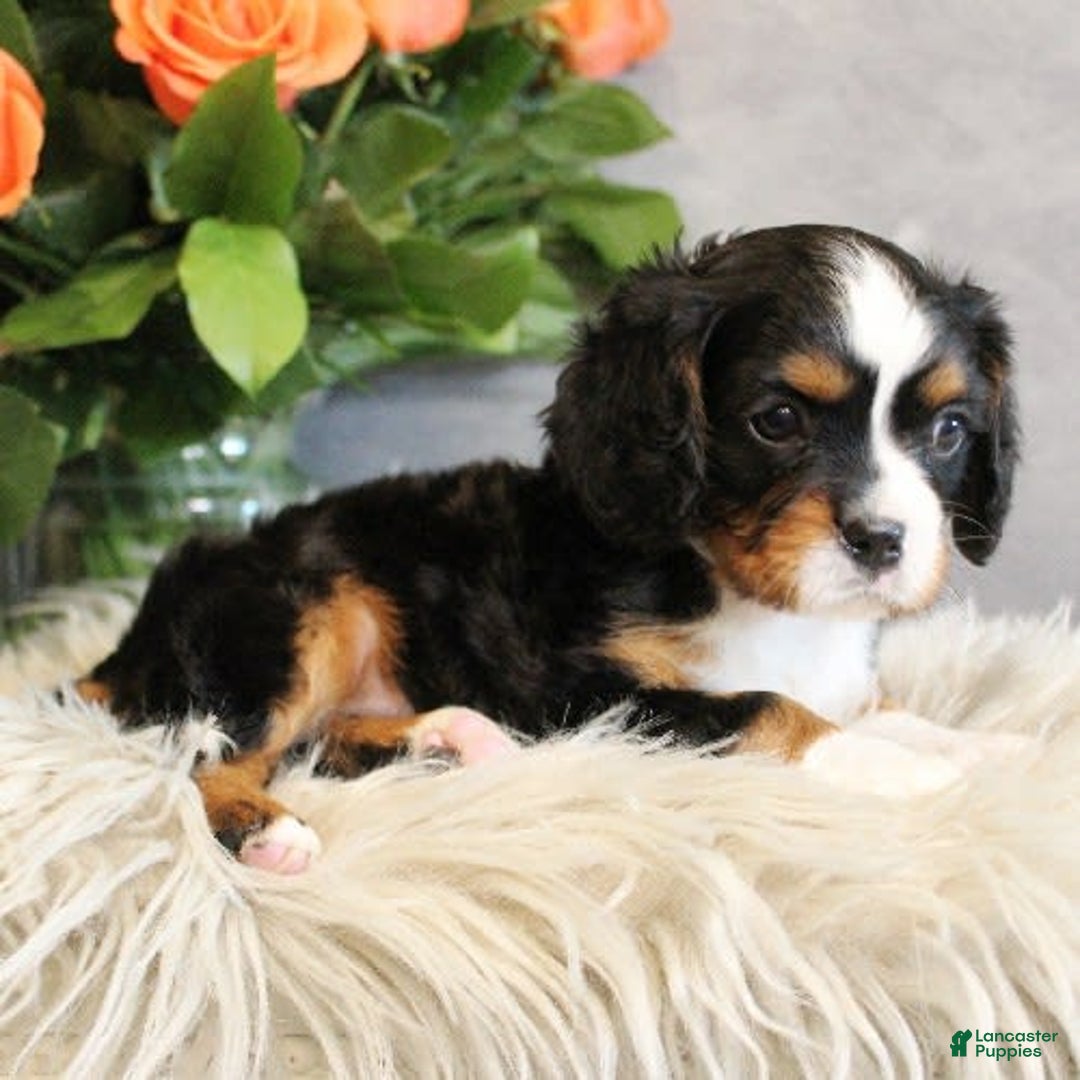 Miniature Bernese Mountain Dog dogs for sale: Truffle - Image 10