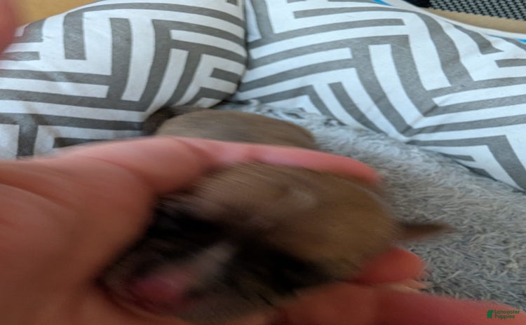 Chihuahua dogs for sale - Ad 5