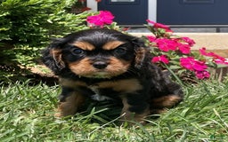 Cavalier King Charles Spaniel dogs for sale: Hope - Image 20