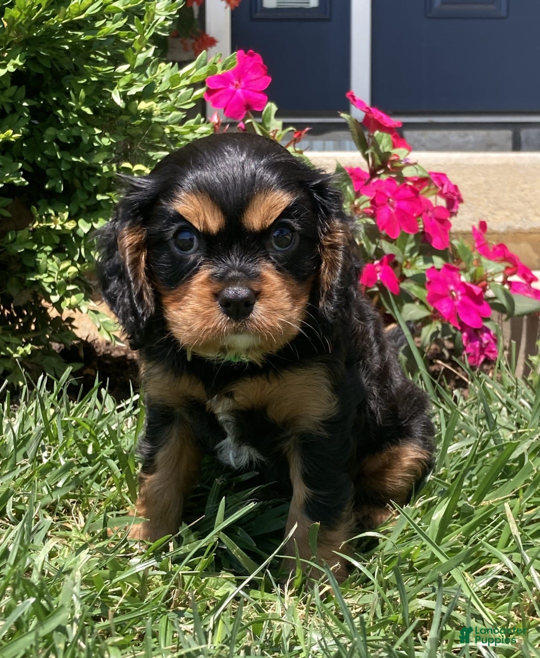 Cavalier King Charles Spaniel dogs for sale: Hope - Image 20