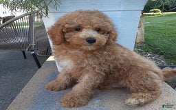 Bichpoo dogs for sale: Benson - Image 10