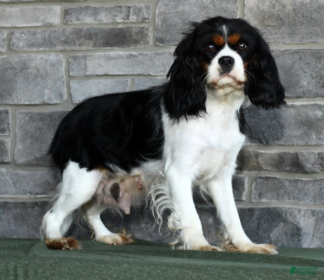 Cavalier King Charles Spaniel dogs for sale: Lance - Image 10