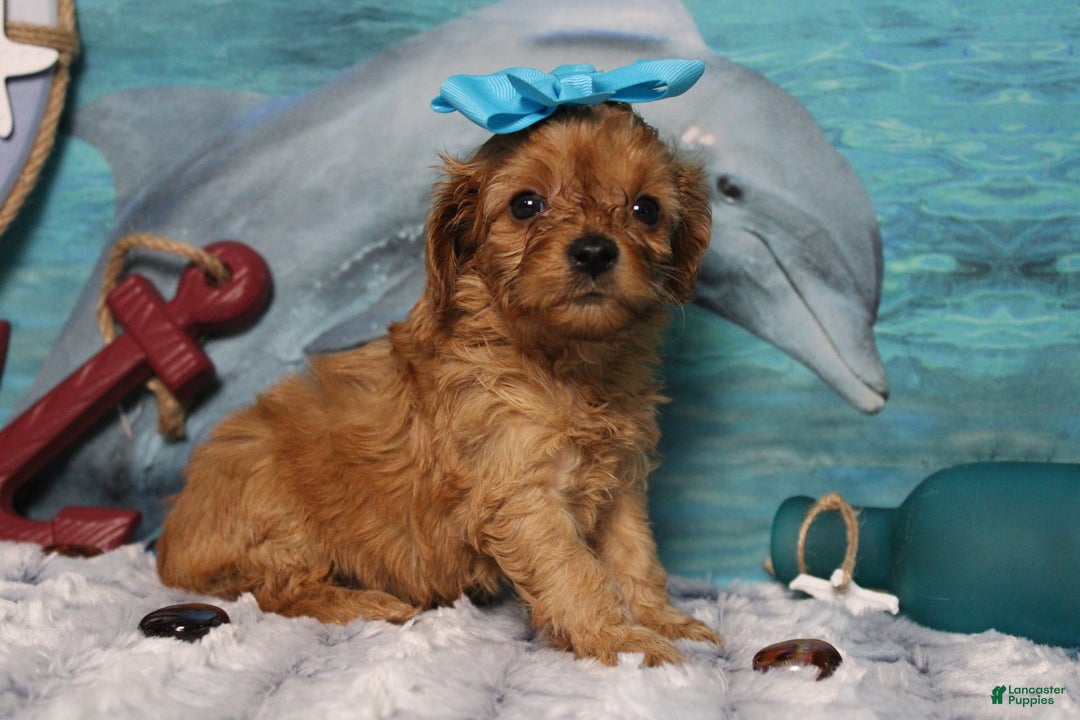 Cavapoo dogs for sale: Phoenix - Image 11