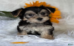 Morkie dogs for sale: LAYNE - Image 4