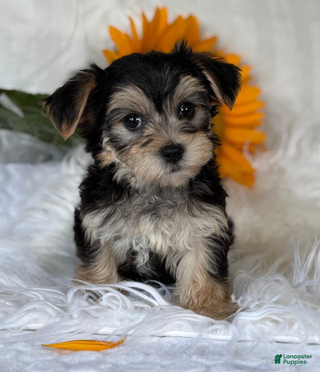 Morkie dogs for sale: LAYNE - Image 4