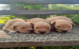 Golden Retriever dogs for sale: Pine - Image 9