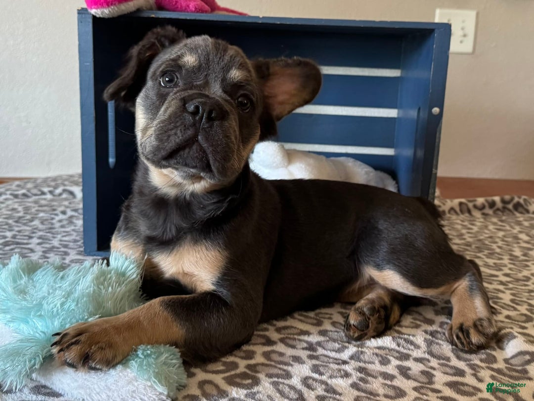 French Bulldog dogs for sale: Wanda - Image 4