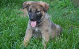 German Shepherd dogs for sale: Tan Collar - Image 4