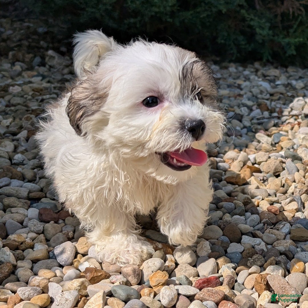 Teddy Bear dogs for sale: Whipped Cream - Image 6