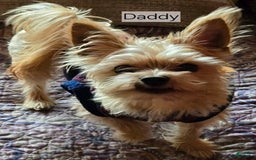 Yorkshire Terrier dogs for sale: Biggie Smalls - Image 10
