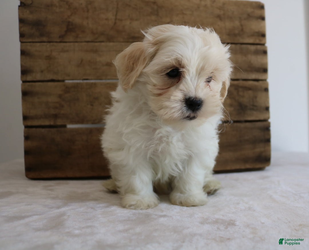 Teddy Bear dogs for sale: Karter - Image 8