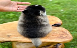 Pomsky dogs for sale: Selene - Image 11