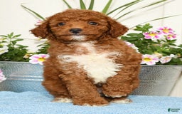 Miniature Poodle dogs for sale: Roger - Image 2