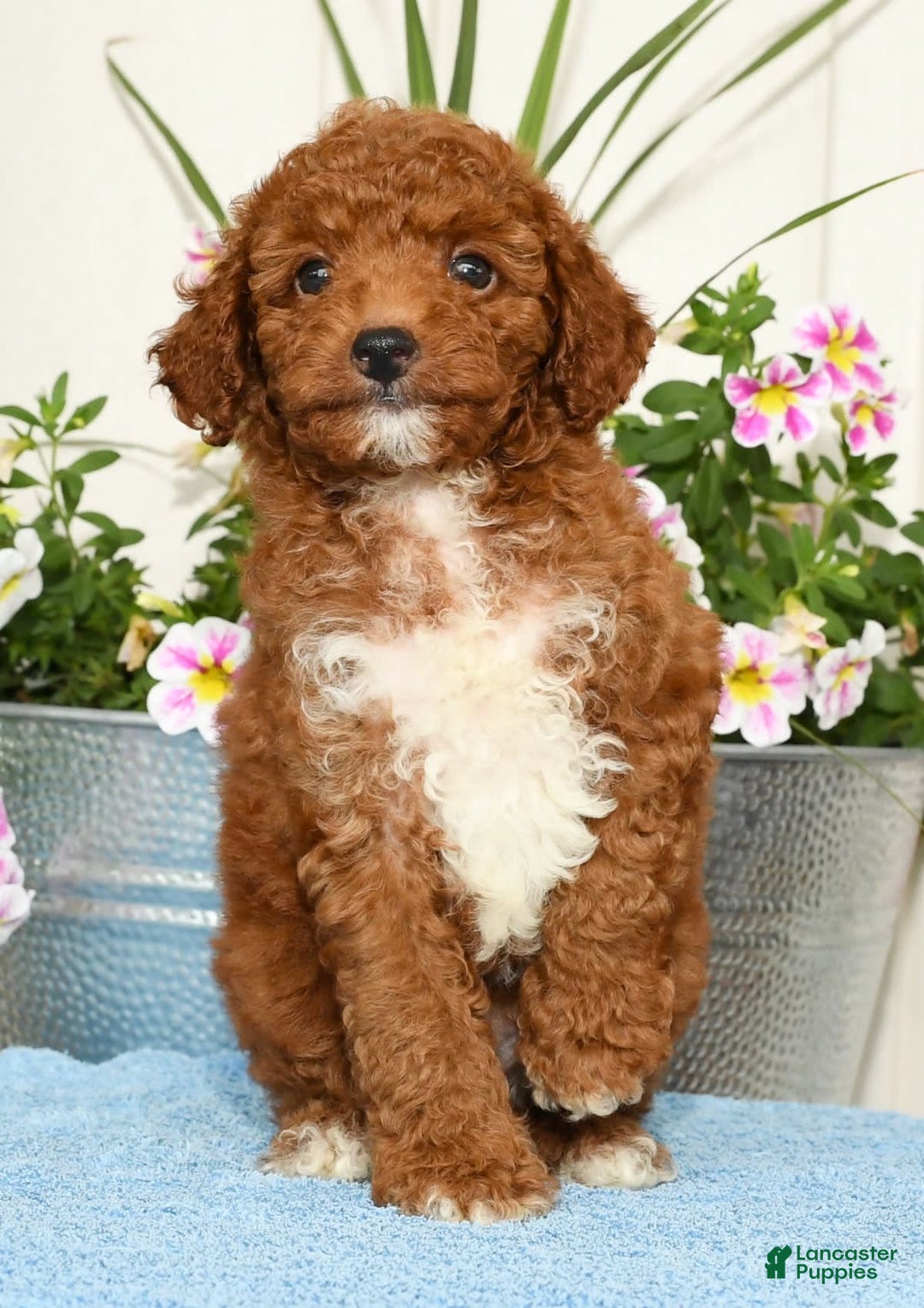 Miniature Poodle dogs for sale: Roger - Image 2